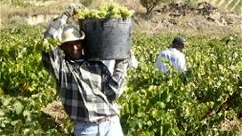 Nuevo caso de temporeros intoxicados en Maule dejó siete afectados