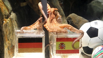 El pulpo Paul pronosticará el resultado de la final del Mundial