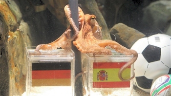 Discrepan sobre el origen del pulpo Paul: ¿italiano o inglés?