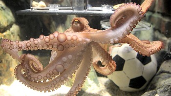 El pulpo Paul se jubiló invicto y morirá antes de la Eurocopa 2012