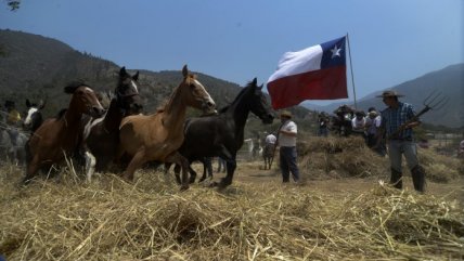   Olmué celebró su tradicional trilla a yegua suelta 