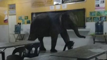   Elefante irrumpió en sala de clases de una escuela en Malasia 