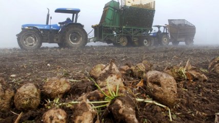  Agricultores de La Araucanía apoyan a remolacheros  