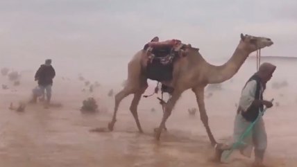   Camellos se asustaron mientras caminaban en inundación 