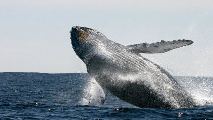   Hablando de...: La importancia de las ballenas para frenar el cambio climático 