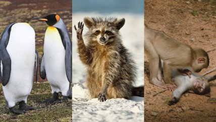   Las fotografías más divertidas de los 