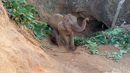  Salvan a una elefanta y su cría tras caer a un hoyo en Tailandia  
