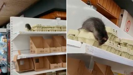   Clientes encontraron un ratón en supermercado de Loncoche 
