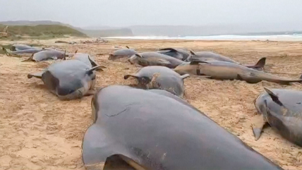   Más de 50 ballenas piloto vararon en una isla escocesa 