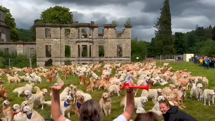   Demasiado adorable: Organizan masiva reunión de golden retrievers en Escocia 