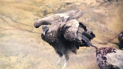  Colombia intensifica la conservación del cóndor andino, su ave nacional  