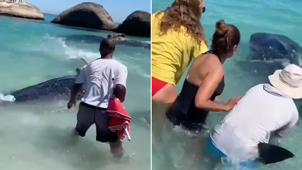   Sudáfrica: Salvavidas rescataron a cría varada de tiburón ballena 