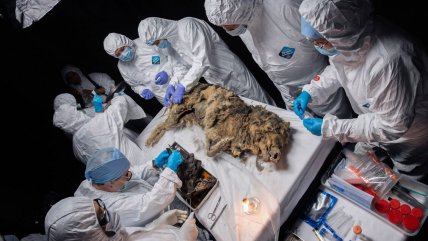  Inédita autopsia a un lobo prehistórico de 44 mil años de antigüedad  