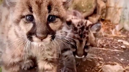   Crías de puma andino huérfanos fueron rescatadas en Perú 