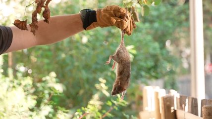   Hurones ayudan a combatir plaga de ratas en Marsella 