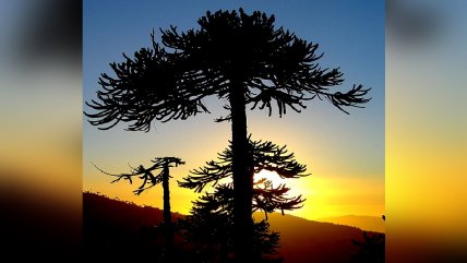   Conaf registró a las araucarias más australes de Chile 