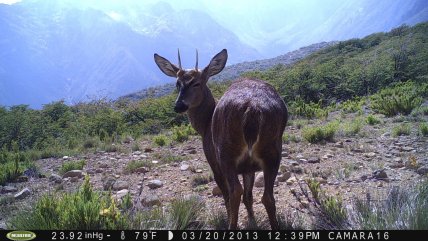   Hallan población de diez huemules en la patagonia chilena 