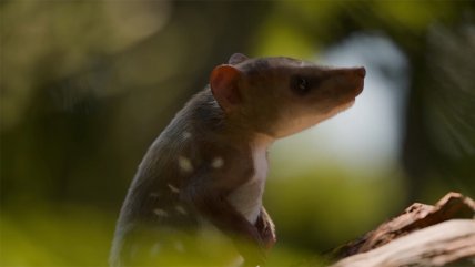   Científicos chilenos descubren nuevo mamífero de la era de los dinosaurios en la Patagonia 