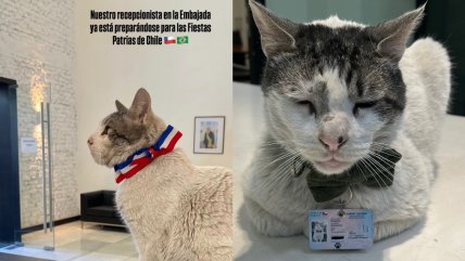 Branquinho Errázuriz: El gato recepcionista de la embajada de Brasil en Chile Branquinho Errázuriz: El gato recepcionista de la embajada de Brasil en Chile