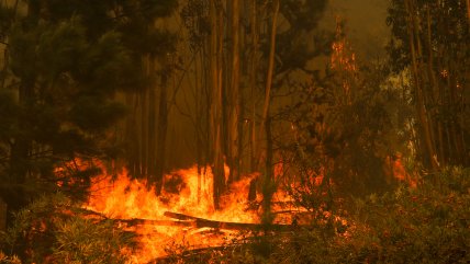   Alerta roja para La Estrella por incendio forestal cercano a sectores poblados 
