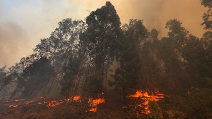  Alerta roja para Limache por avance de incendio forestal cercano a viviendas  